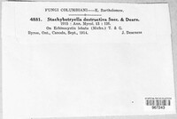 Stachybotryella destructiva image